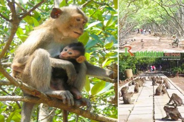 Can Gio Ecologic Area Excursion (Monkey Island)