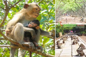 Can Gio Ecologic Area Excursion (Monkey Island)